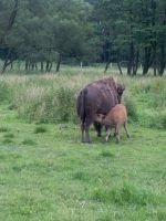 IMG_20180614_092715_resized_20180614_105036497