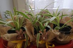 WhatsApp-Image-2026-04-01-at-17.55.29-5