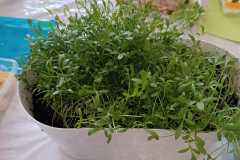 IMG-20240405-WA0035
