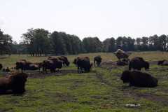 IMG-20230619-WA0068