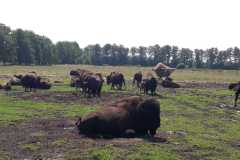 IMG-20230619-WA0069
