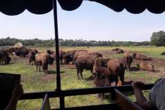 IMG-20230619-WA0070