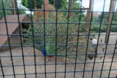 IMG-20240611-WA0049